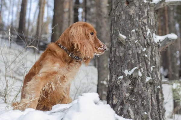 Çam oturan kırmızı Rus spaniel