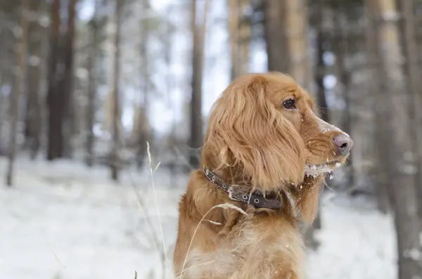 Kırmızı Rus İspanyol sağa arıyorsunuz