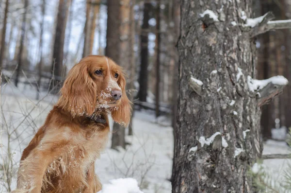 Çam oturan kırmızı Rus spaniel