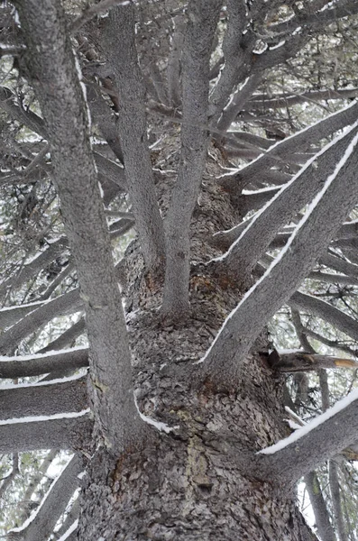 Büyük büyük eski Ladin taç tarafından portre görünümü aşağıdaki görülen