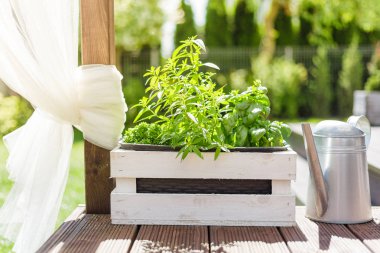 Beyaz ahşap pot ile ahşap bir teras üzerinde yeşil otlar