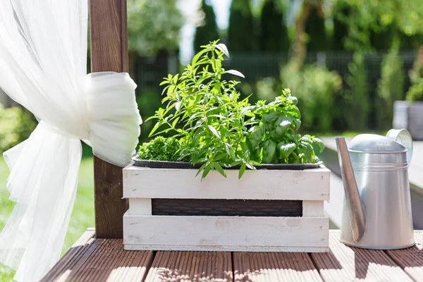 White wooden pot with green herbs on a wooden terrace