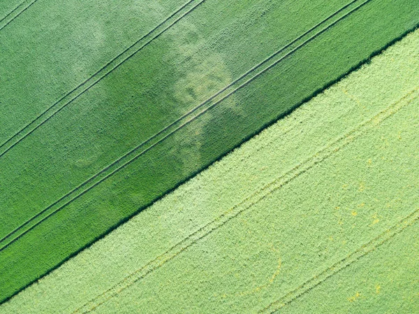 Vista Aérea Del Campo Verde Grano —  Fotos de Stock