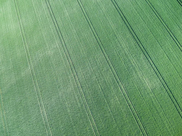 Luchtfoto Van Groene Gebied Van Graan Luchtfoto Van Groene Gebied — Stockfoto