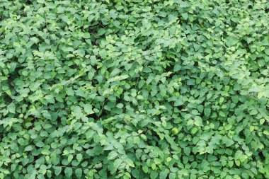 Gür yapraklar yeşil arka plan