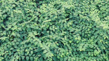 Gür yapraklar yeşil arka plan