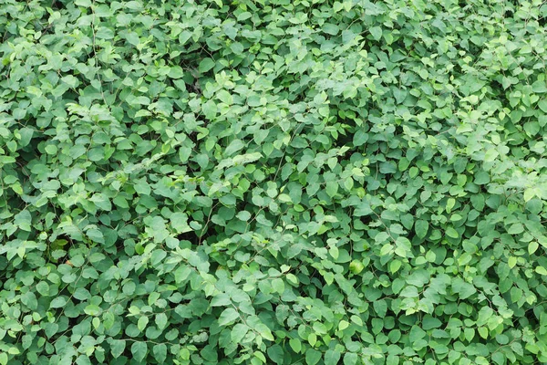 Gür yapraklar yeşil arka plan