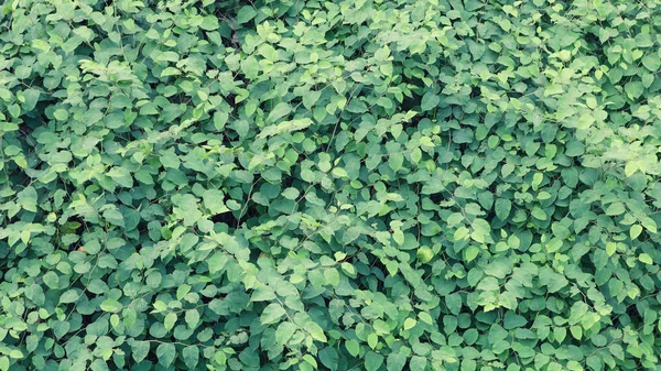 Gür yapraklar yeşil arka plan