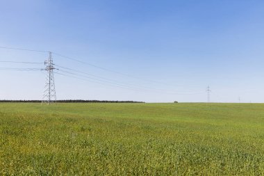 Yüksek gerilim hattı alan tahıl arasında