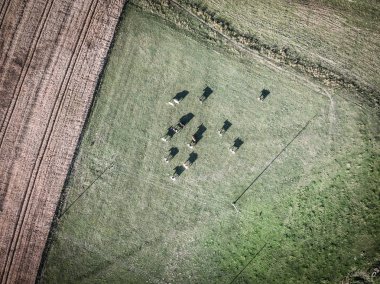 Yeşil Mera üzerinde otlatma inek sürüsü, hemen üstüne görüntüleme
