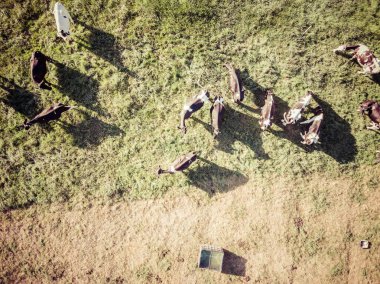 Yeşil Mera üzerinde otlatma inek sürüsü, hemen üstüne görüntüleme