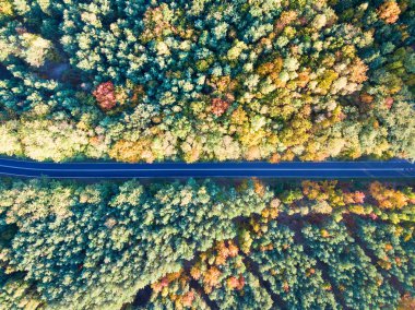 Yol renkli Sonbahar Ormanı