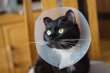 Siyah yerli kedi kurtarma yaka giyiyor