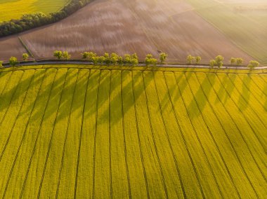 Sarı kanola alanı ve uzak ülke yolu havadan görünümü, gün doğumunda uzun gölgeler ile ağaç hattı