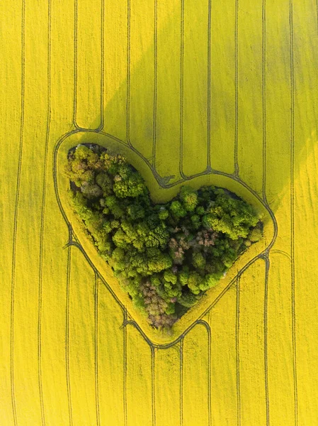 Heart of a nature, aerial view of heart shaped forest among yellow colza field at sunrise