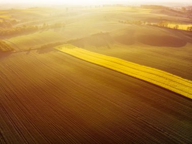 Gündoğumu sarı colza ve yeşil tahıl alanı havadan görünümü