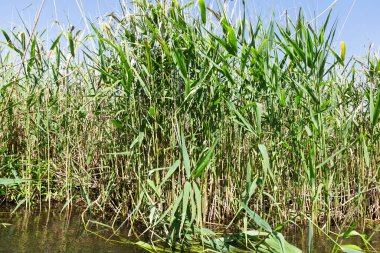 Nehir kıyısında acele