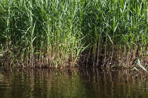 Rushes on the river bank