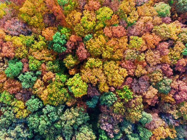 Вид Повітря Барвистий Осінній Ліс Вид Зверху — стокове фото