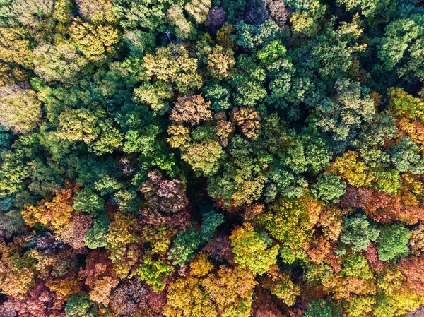 Aerial View Colorful Autumn Forest View Directly — Stockfoto