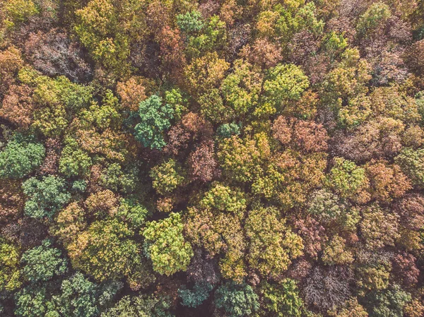 Aerial Top View Colorful Autumn Forest Dim Image View Directly — Stockfoto