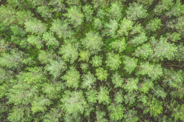 Uppifrån Och Ner Flygbild Grön Tallskog Tonad Bild — Stockfoto