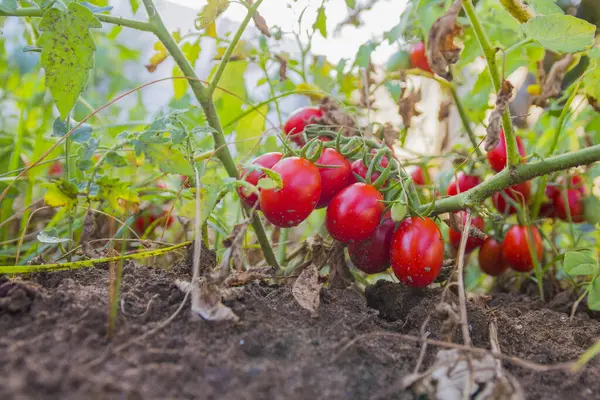 Kleine Rote Tomaten Auf Der Kulturpflanze — Stockfoto