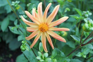 Bej renkli çiçek bitkiler dahlia