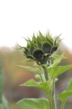 Açılmamış tomurcuk yarım ayçiçeği