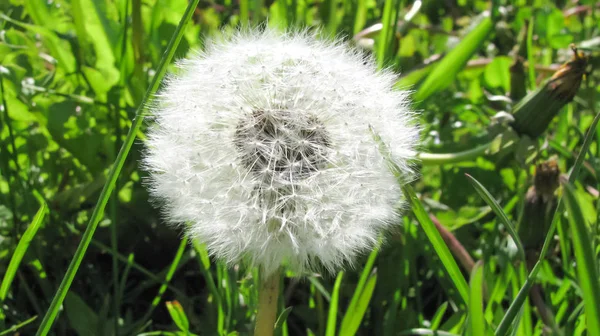 Üppiger Löwenzahn Gras — Stockfoto