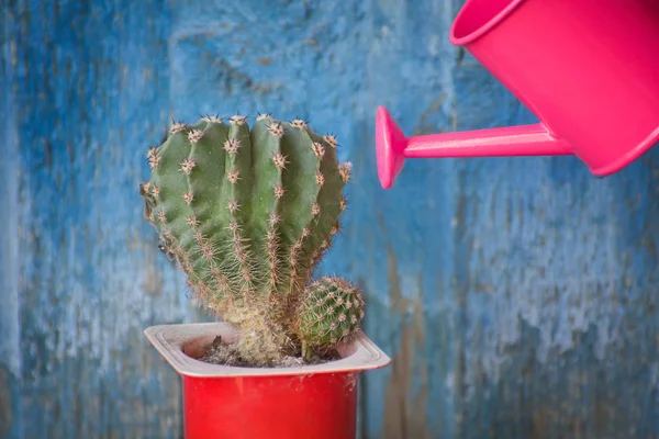 Kleine Roze Gieter Cactus Blauwe Vintage Achtergrond — Stockfoto