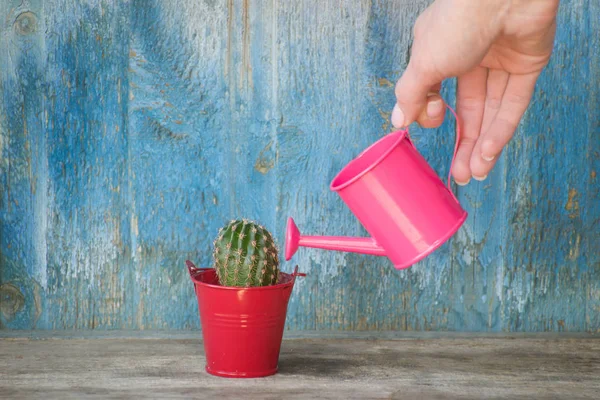 Kleine Roze Gieter Een Vrouwelijke Hand Drenken Van Cactus Oude — Stockfoto