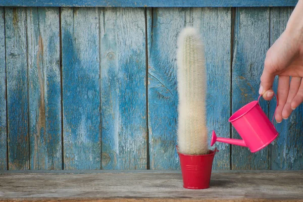 Kleine Roze Gieter Een Vrouwelijke Hand Drenken Van Cactus Oude — Stockfoto