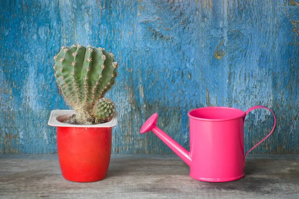 Kleine Roze Gieter Cactus Blauwe Vintage Achtergrond — Stockfoto