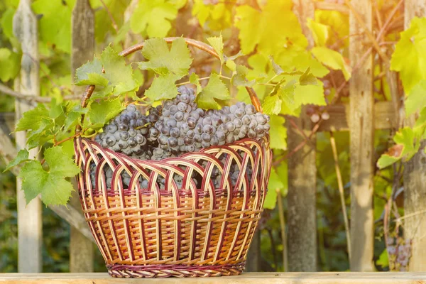 Panier Avec Des Raisins Sur Fond Haie Lumière Soleil — Photo