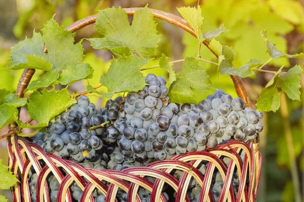 Panier Avec Des Raisins Sur Fond Haie Lumière Soleil — Photo