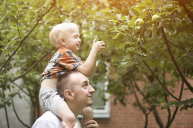Baba ve küçük oğlu elma hasat. Arka bahçede