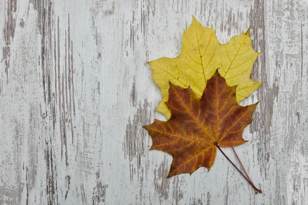 Deux Feuilles Érable Sur Fond Bois Concept Automne — Photo