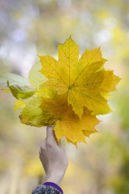 Sarı akçaağaç buket bir kadın elinde bırakır. Sonbahar konsepti