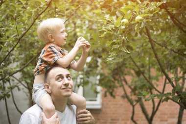 Baba ve küçük oğlu elma hasat. Arka bahçede