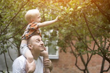 Baba ve küçük oğlu elma hasat. Arka bahçede