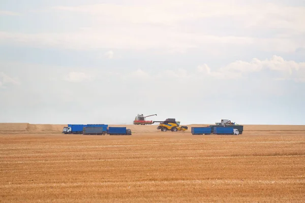 Harvesting Special Machinery Wheat Field Summer Day — Stock Photo, Image