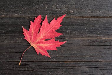 Koyu ahşap arka plan üzerinde kırmızı akçaağaç yaprağı. Sonbahar konsepti