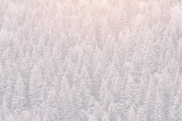 Abete Coperto Neve Foresta Conifere Spessa Paesaggio Invernale — Foto Stock