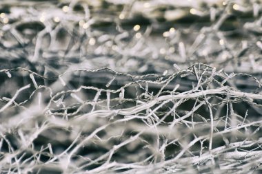 Çelenk beyaz dallarda yol açtı. Arka plan bulanık