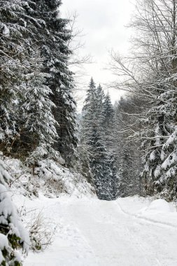 Kış öğleden sonra iğne yapraklı karlı ormanı. Dikey çerçeve.