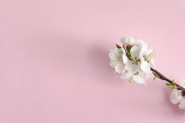 Bahar kavramı. Pembe bir arka plan üzerine kayısı dalı. Yakın çekim. Düz yatıyordu. Sakura şube.