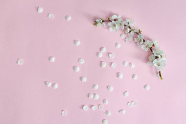 Bahar arka plan. Kayısı ve pembe bir arka plan üzerine düşmüş yaprakları dalı. Sakura şube. Yakın çekim. Düz yatıyordu.