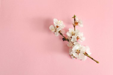 Bahar kavramı. Pembe bir arka plan üzerine kayısı dalı. Yakın çekim. Düz yatıyordu. Sakura şube.