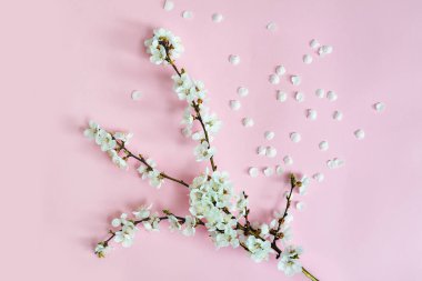 Bahar arka plan. Kayısı ve pembe bir arka plan üzerine düşmüş yaprakları dalı. Sakura şube. Yakın çekim. Düz yatıyordu.